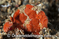 Giant Frogfish Coral Triangle Photo - Gary Bell