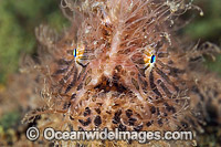 Striped Frogfish Photo - Gary Bell