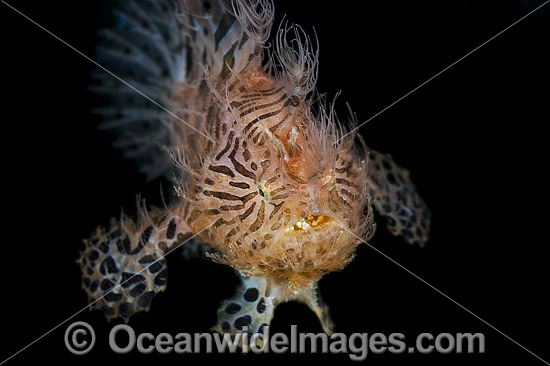 Striped Frogfish Antennarius striatus photo