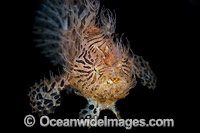 Striped Frogfish Antennarius striatus Photo - Gary Bell