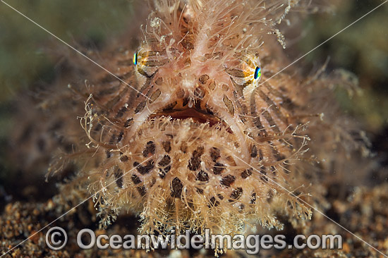 Striped Frogfish Coral Triangle photo