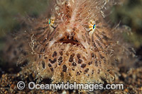 Striped Frogfish Coral Triangle Photo - Gary Bell