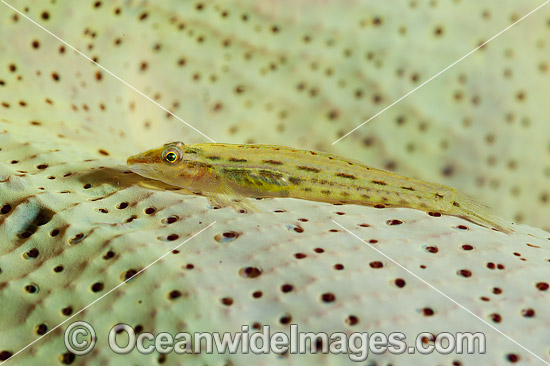 Slender Sponge Goby (Pleurosicya sp.), resting on fan sponge. Found throughout the West Pacific. Photo taken off Anilao, Philippines. Within the Coral Triangle. Photo - Gary Bell Slender Sponge Goby (Pleurosicya sp.), resting on fan sponge. Found throughout the West Pacific. Photo taken off Anilao, Philippines. Within the Coral Triangle. Photo - Gary Bell
