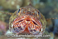 Variegated Lizardfish Photo - Gary Bell
