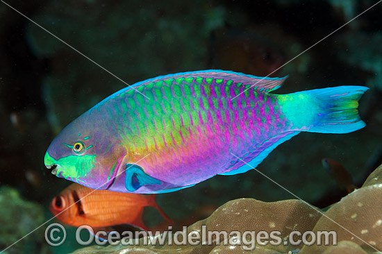 Green-blotched Parrotfish photo Green-blotched Parrotfish photo