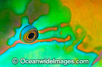 Green-blotched Parrotfish eye Photo - Gary Bell