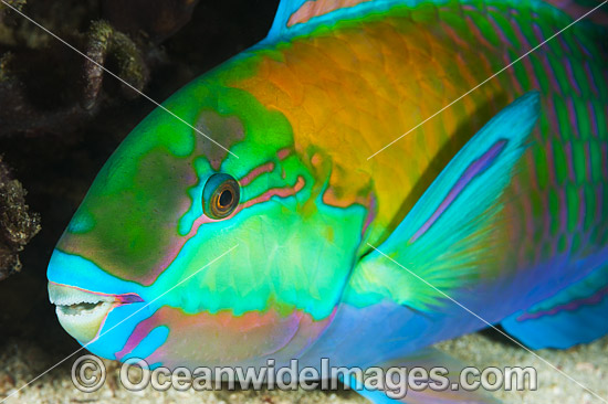 Green-blotched Parrotfish photo