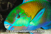 Green-blotched Parrotfish Photo - Gary Bell