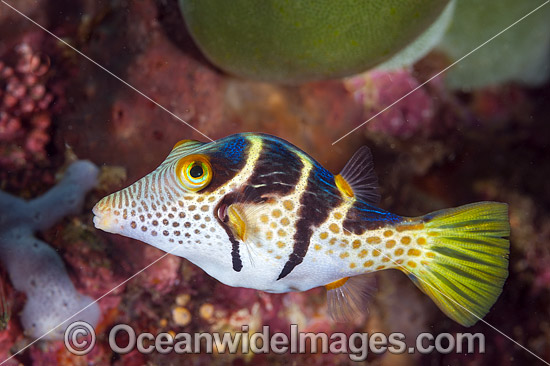 Saddled Pufferfish photo Saddled Pufferfish photo