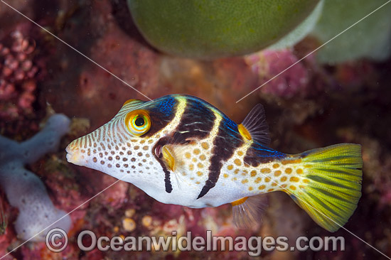 Saddled Pufferfish photo