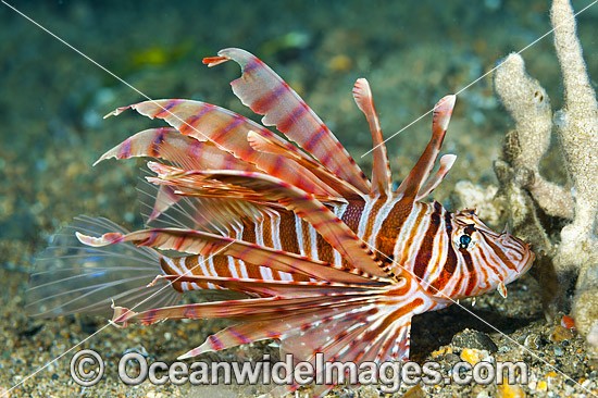 Lionfish Coral Triangle photo