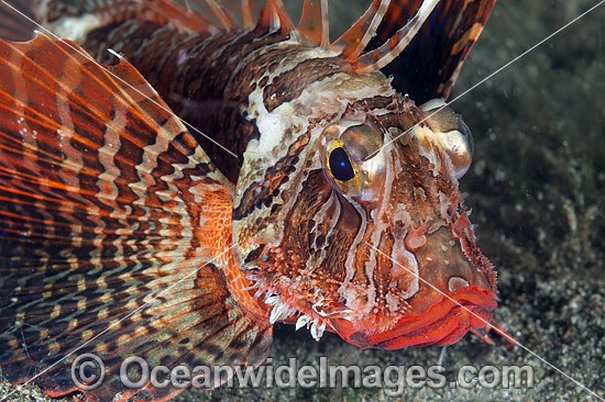 Dwarf Lionfish Coral Triangle photo