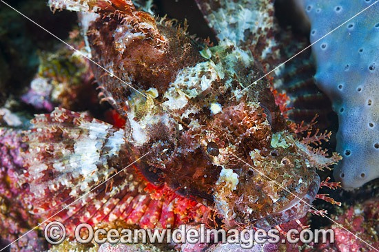 Small-scale Scorpionfish photo