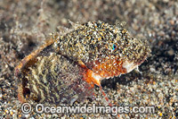 Painted Stingfish Coral Triangle Photo - Gary Bell