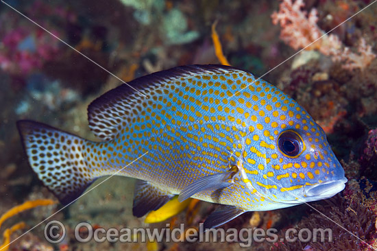 Gold-spotted Sweetlips photo