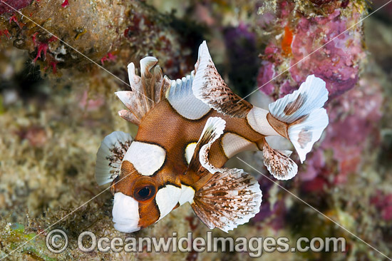 Many-spotted Sweetlips photo