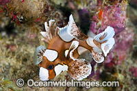 Many-spotted Sweetlips Photo - Gary Bell