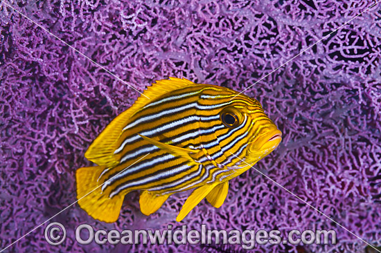 Ribbon Sweetlips photo Ribbon Sweetlips photo