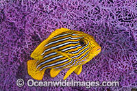 Ribbon Sweetlips Photo - Gary Bell