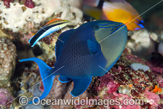 Wrasse cleaning Blue Triggerfish photo Wrasse cleaning Blue Triggerfish photo