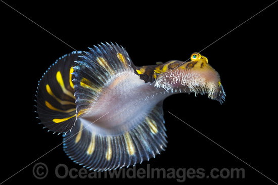 Flatworm Mimic Sole swimming photo