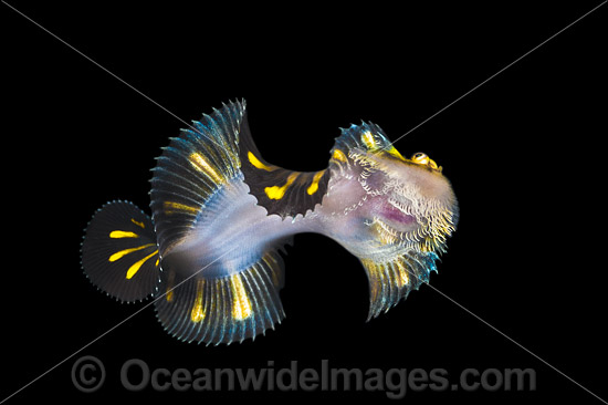 Flatworm Mimic Sole photo Flatworm Mimic Sole photo