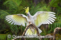 Sulphur-crested Cockatoo Photo - Gary Bell