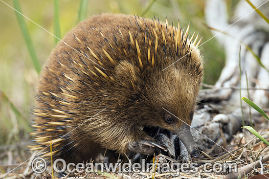 Short-beaked Echidna (Tachyglossus aculeatus). Found throughout most of temperate Australia and lowland New Guinea. The Tasmanian Echidna is larger than the mainland Echidna. Photo taken in Tasmania, Australia. Photo - Gary Bell Short-beaked Echidna (Tachyglossus aculeatus). Found throughout most of temperate Australia and lowland New Guinea. The Tasmanian Echidna is larger than the mainland Echidna. Photo taken in Tasmania, Australia. Photo - Gary Bell