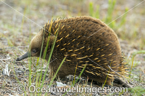 Short-beaked Echidna (Tachyglossus aculeatus). Found throughout most of temperate Australia and lowland New Guinea. The Tasmanian Echidna is larger than the mainland Echidna. Photo taken in Tasmania, Australia. Photo - Gary Bell Short-beaked Echidna (Tachyglossus aculeatus). Found throughout most of temperate Australia and lowland New Guinea. The Tasmanian Echidna is larger than the mainland Echidna. Photo taken in Tasmania, Australia. Photo - Gary Bell