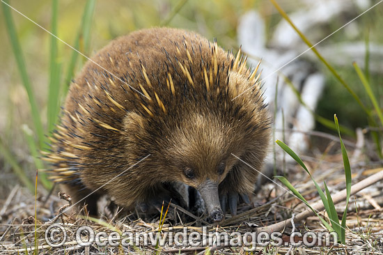 Short-beaked Echidna (Tachyglossus aculeatus). Found throughout most of temperate Australia and lowland New Guinea. The Tasmanian Echidna is larger than the mainland Echidna. Photo taken in Tasmania, Australia. Photo - Gary Bell Short-beaked Echidna (Tachyglossus aculeatus). Found throughout most of temperate Australia and lowland New Guinea. The Tasmanian Echidna is larger than the mainland Echidna. Photo taken in Tasmania, Australia. Photo - Gary Bell