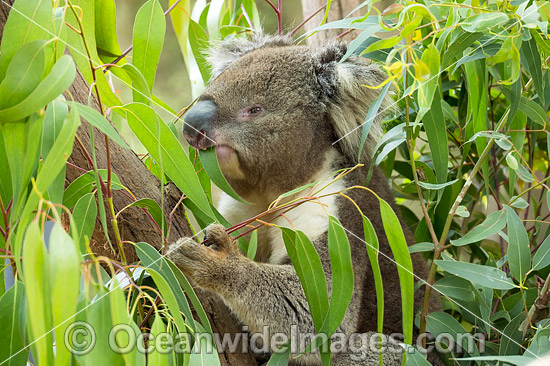 Koala eating gum leaves photo