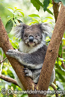 Koala Photo - Gary Bell