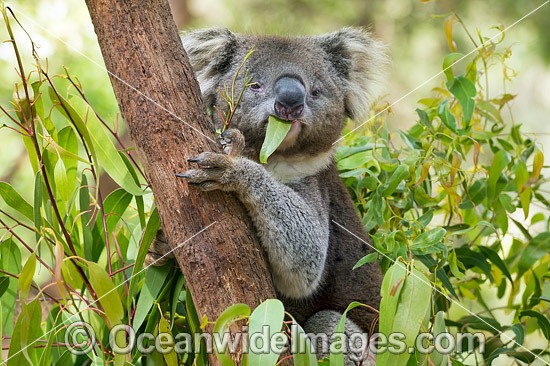 Koala (Phascolarctos cinereus), eating gum leaves. Victoria, Australia. Photo - Gary Bell
