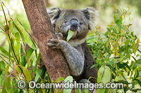 Koala eating gum leaves Photo - Gary Bell