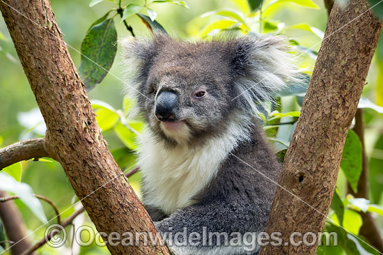 Koala (Phascolarctos cinereus), resting in a tree. Victoria, Australia. Photo - Gary Bell Koala (Phascolarctos cinereus), resting in a tree. Victoria, Australia. Photo - Gary Bell