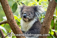 Koala Photo - Gary Bell