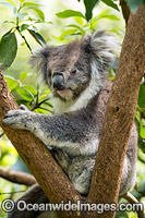 Koala Photo - Gary Bell