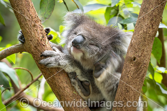 Koala scratching photo