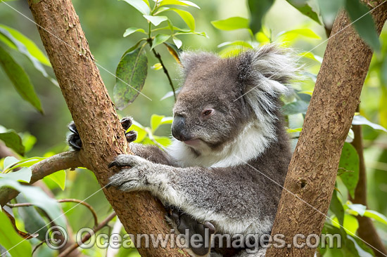 Koala (Phascolarctos cinereus), resting in a tree. Victoria, Australia. Photo - Gary Bell Koala (Phascolarctos cinereus), resting in a tree. Victoria, Australia. Photo - Gary Bell