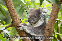 Koala Photo - Gary Bell