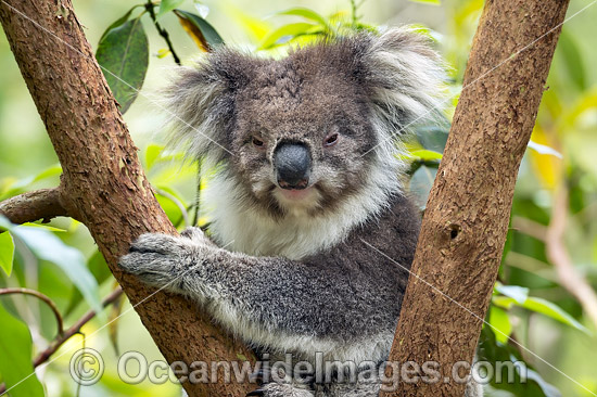 Koala (Phascolarctos cinereus), resting in a tree. Victoria, Australia. Photo - Gary Bell Koala (Phascolarctos cinereus), resting in a tree. Victoria, Australia. Photo - Gary Bell
