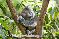 Koala sleeping Photo - Gary Bell