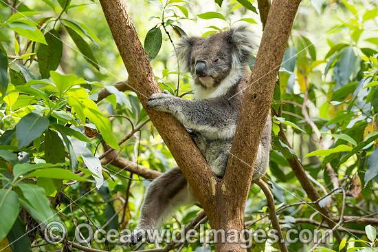 Koala (Phascolarctos cinereus), resting in a tree. Victoria, Australia. Photo - Gary Bell Koala (Phascolarctos cinereus), resting in a tree. Victoria, Australia. Photo - Gary Bell