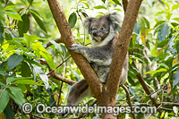 Koala Photo - Gary Bell