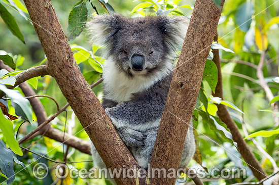 Koala (Phascolarctos cinereus), resting in a tree. Victoria, Australia. Photo - Gary Bell Koala (Phascolarctos cinereus), resting in a tree. Victoria, Australia. Photo - Gary Bell