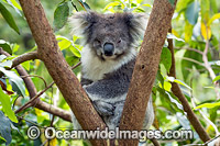 Koala Photo - Gary Bell