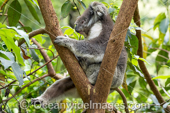 Koala (Phascolarctos cinereus), resting in a tree. Victoria, Australia. Photo - Gary Bell Koala (Phascolarctos cinereus), resting in a tree. Victoria, Australia. Photo - Gary Bell