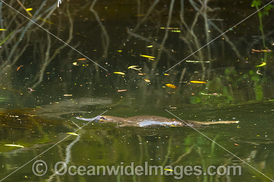 Duck-billed Platypus (Ornithorhynchus anatinus), in rainforest stream. Platypus are monotremes (egg laying mammals). Male Platypus has venomous spurs located on inside of their hind legs capable of injuring humans and killing animals. Tasmania, Australia. Photo - Gary Bell Duck-billed Platypus (Ornithorhynchus anatinus), in rainforest stream. Platypus are monotremes (egg laying mammals). Male Platypus has venomous spurs located on inside of their hind legs capable of injuring humans and killing animals. Tasmania, Australia. Photo - Gary Bell