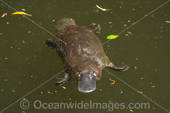 Australian Platypus Stock Photos, Pictures and Images