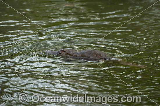 Platypus photo Platypus photo